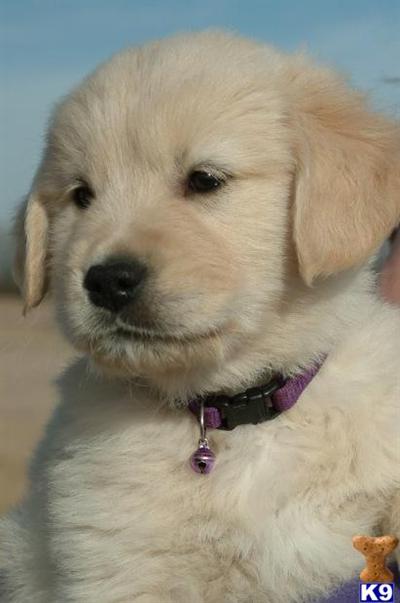 Puppies in KS